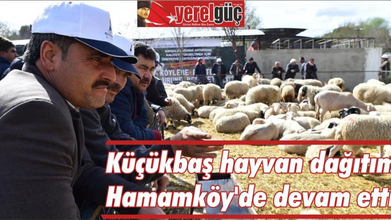 Küçükbaş hayvan dağıtımı Hamamköy’de devam etti