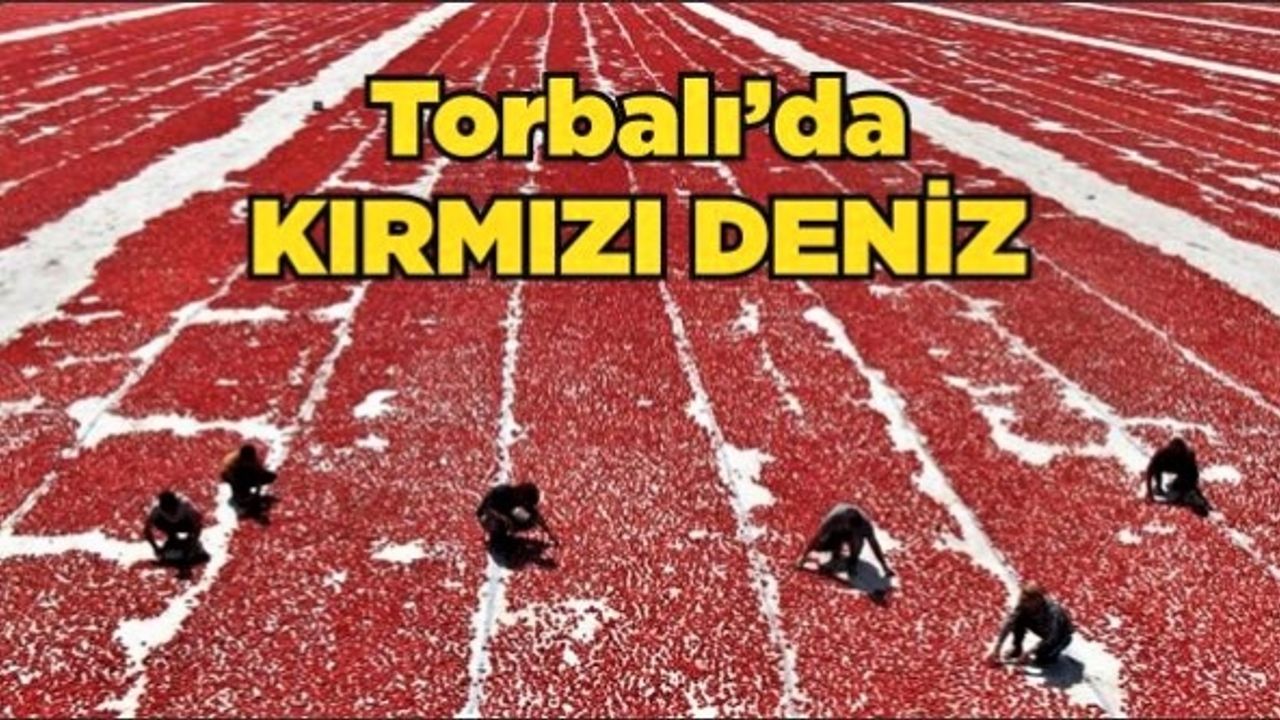 Torbalı, ihracatlık domateslerle kırmızıya büründü