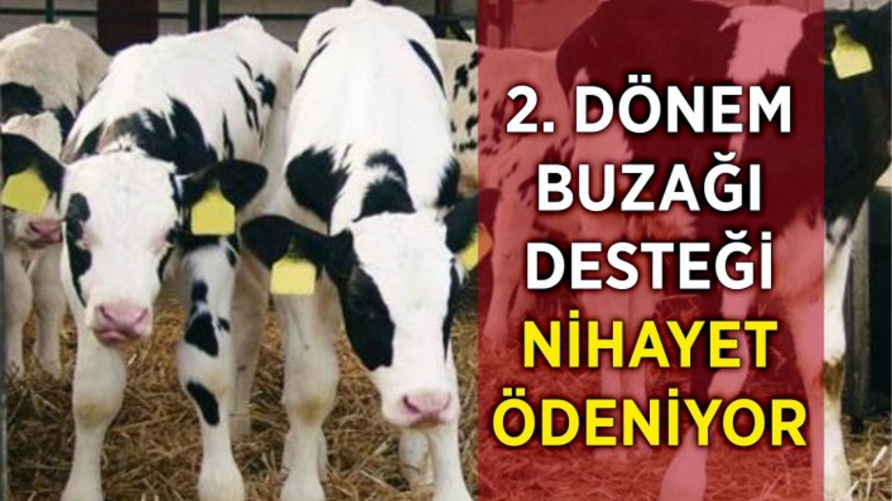 2. Dönem buzağı desteği nihayet ödeniyor
