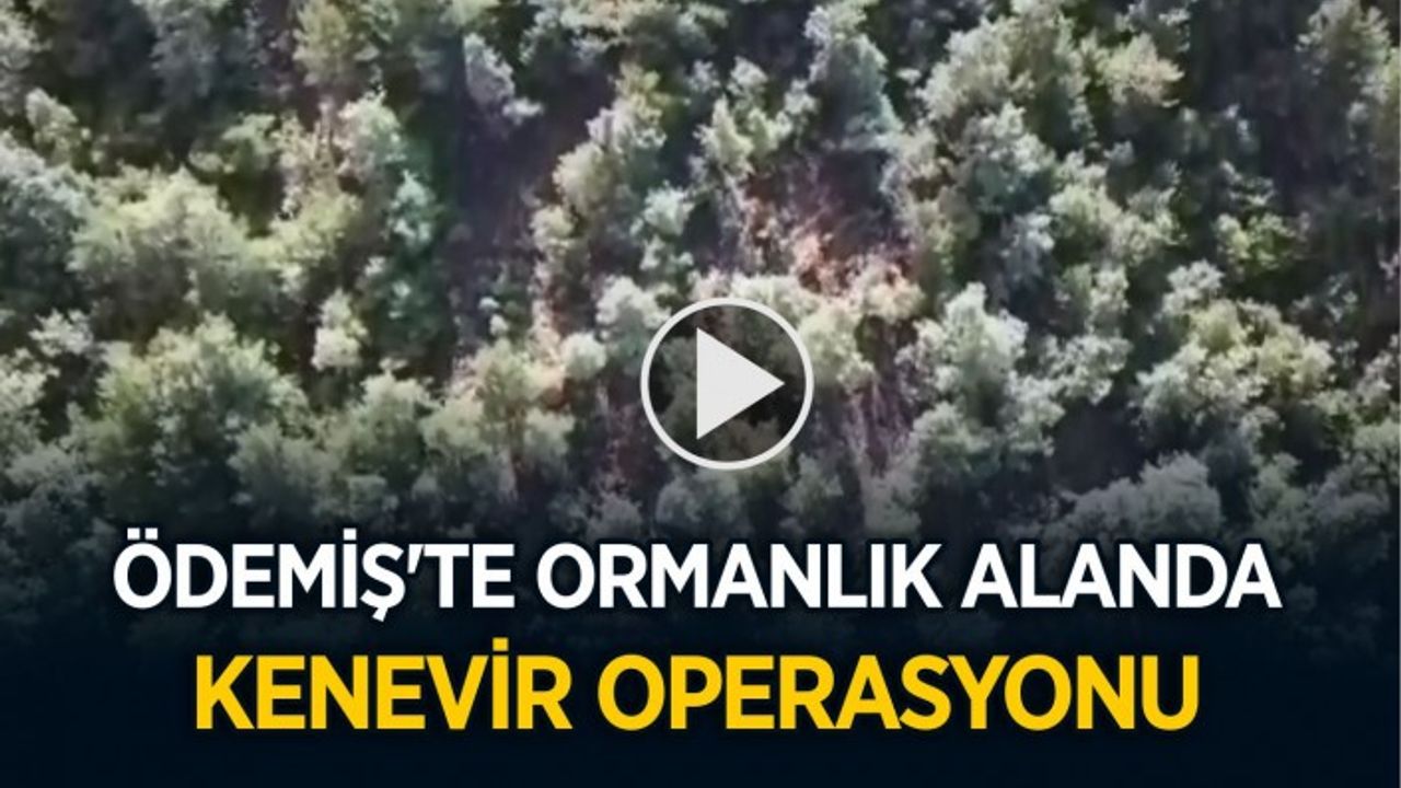Ödemiş’te Jandarma Yasadışı Kenevir Ekimi ile ilgili operasyon yaptı