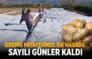ÖDEMİŞ PATATESİNDE İLK HASADA SAYILI GÜNLER KALDI