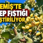 ÖDEMİŞ’TE ANTEP FISTIĞI YETİŞTİRİLİYOR