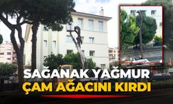 SAĞANAK YAĞMUR ÇAM AĞACINI KIRDI