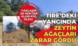 Tire’deki yangında zeytin ağaçları zarar gördü