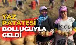 YAZ PATATESİ BOLLUĞUYLA GELDİ