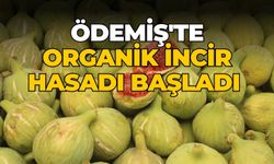 ÖDEMİŞ'TE ORGANİK İNCİR HASADI BAŞLADI 