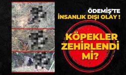 ÖDEMİŞ’TE İNSANLIK DIŞI OLAY ! KÖPEKLER ZEHİRLENDİ Mİ?