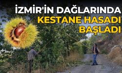 İzmir'in dağlarında kestane hasadı başladı