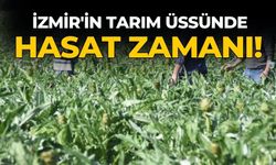 İZMİR'İN TARIM ÜSSÜNDE HASAT ZAMANI! 