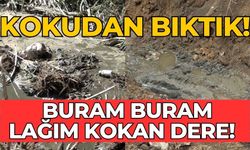 BURAM BURAM LAĞIM KOKAN DERE!  KOKUDAN BIKTIK!