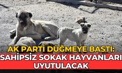 AK Parti düğmeye bastı: Sahipsiz sokak hayvanları uyutulacak