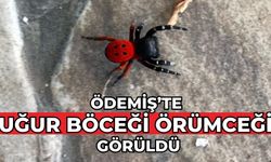 ÖDEMİŞ’TE UĞUR BÖCEĞİ ÖRÜMCEĞİ GÖRÜLDÜ