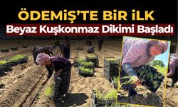 Beyaz Kuşkonmaz Dikimi Başladı