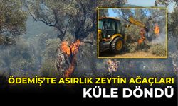 ÖDEMİŞ’TE ASIRLIK ZEYTİN AĞAÇLARI KÜLE DÖNDÜ