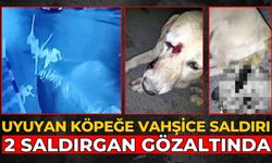 UYUYAN KÖPEĞE VAHŞİCE SALDIRI 2 SALDIRGAN GÖZALTINDA