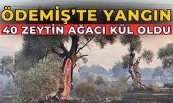 ÖDEMİŞ’TE YANGIN  40 zeytin ağacı kül oldu