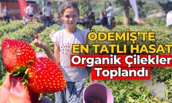 ÖDEMİŞ’TE EN TATLI HASAT ORGANİK ÇİLEKLER TOPLANDI