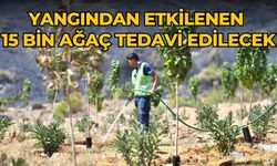 Yangından etkilenen 15 bin ağaç tedavi edilecek