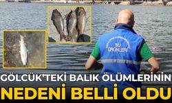 GÖLCÜK’TEKİ BALIK ÖLÜMLERİNİN NEDENİ BELLİ OLDU