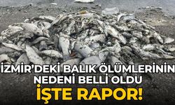 İzmir’deki balık ölümlerinin nedeni belli oldu İşte rapor!