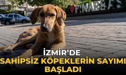 İzmir’de sahipsiz köpeklerin sayımı başladı