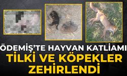 ÖDEMİŞ’TE HAYVAN KATLİAMI Tilki ve köpekler zehirlendi