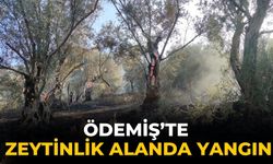 ÖDEMİŞ’TE ZEYTİNLİK ALANDA YANGIN