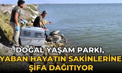 Doğal Yaşam Parkı, yaban hayatın sakinlerine şifa dağıtıyor