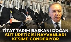 Titat Tarım Başkanı Doğan SÜT ÜRETİCİSİ HAYVANLARI KESİME GÖNDERİYOR