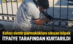 Kafası demir parmaklıklara sıkışan köpek itfaiye tarafından kurtarıldı