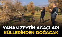 Yanan zeytin ağaçları küllerinden doğacak