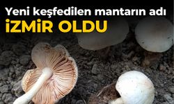 Yeni keşfedilen mantarın adı İzmir oldu