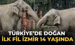 Türkiye’de doğan ilk fil İzmir 14 yaşında