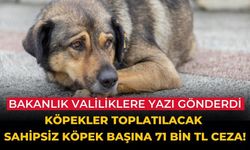 Bakanlık valiliklere yazı gönderdi Köpekler toplatılacak Sahipsiz köpek başına 71 bin TL ceza!