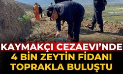 KAYMAKÇI CEZAEVI’NDE 4 BİN ZEYTİN FİDANI TOPRAKLA BULUŞTU