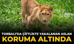 TORBALI’DA ÇİFTLİKTE YAKALANAN ASLAN KORUMA ALTINDA