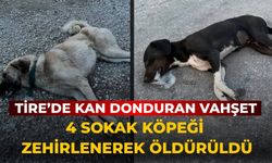 Tire’de Kan Donduran Vahşet 4 Sokak Köpeği Zehirlenerek Öldürüldü