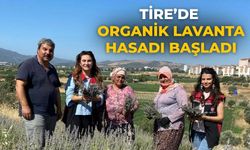 Tire’de Organik Lavanta Hasadı Başladı