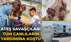 Ateş savaşçıları tüm canlıların yardımına koştu