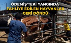 Ödemiş’teki Yangında Tahliye Edilen Hayvanlar Geri Döndü