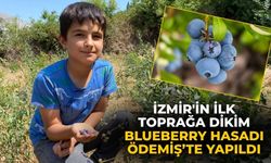 İzmir'in ilk toprağa dikim blueberry hasadı Ödemiş’te yapıldı