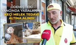 Ödemiş'teki Yangında Yaralanan Keçi Melek Tedavi altına alındı