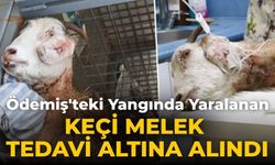 Ödemiş'teki Yangında Yaralanan Keçi Melek Tedavi altına alındı