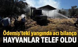 Ödemiş'teki yangında acı bilanço Hayvanlar telef oldu!