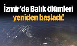 İzmir’de Balık ölümleri yeniden başladı!