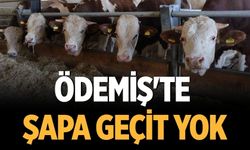 Ödemiş'te şapa geçit yok!