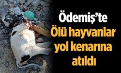Ödemiş’te Ölü hayvanlar yol kenarına atıldı