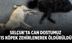Selçuk'ta can dostumuz 15 köpek zehirlenerek öldürüldü