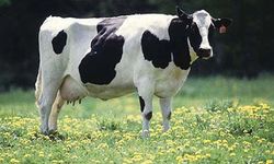 Üretici borç batağında Tire’de İcradan satılık sığır!