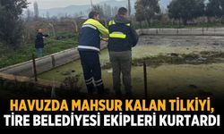 Havuzda mahsur kalan tilkiyi, Tire Belediyesi ekipleri kurtardı